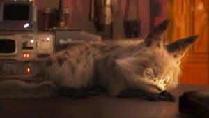 Ahsoka: Sabine's Loth-Cat — foto 6