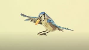 The Light of the Sky Reflects off the Wings of a Blue Jay — foto 1