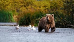 Wild Alaska — foto 1