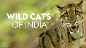Wild Cats of India — foto 3