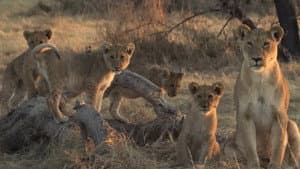 Lion Brothers: Cubs to Kings — foto 1