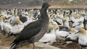 Gannets: The Wrong Side of the Run — foto 5
