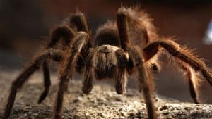 72 Animales Peligrosos: Australia — foto 1