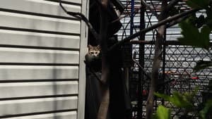 New York Cat Crisis — foto 1