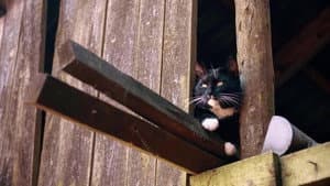 Das geheime Wesen der Katzen — foto 2