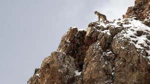 El leopardo de las nieves — foto 2