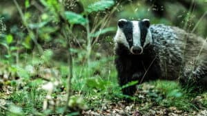 Badgers: Their Secret World — foto 1