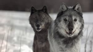 Wild Yellowstone — foto 3