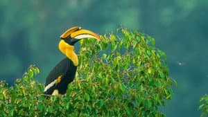 Nilgiris - A Shared Wilderness — foto 1