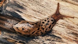 World's Weirdest: Extreme Body Parts — foto 5