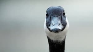 Modern Goose — foto 1