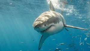 Killer Shark Vs. Killer Whale — foto 6