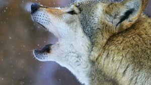 La Gueule du loup — foto 1