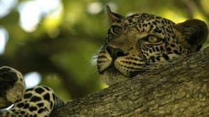 The Unlikely Leopard — foto 2