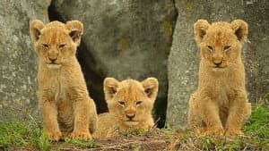 Animales Bebés — foto 3