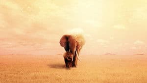 The Elephant Queen — foto 4
