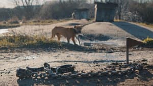 У пошуках Ніки — foto 1