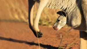 The Kangaroo King — foto 6