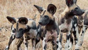 Cazadores de África — foto 5