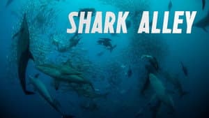 Shark Alley — foto 2