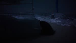 Sometime the Wolf — foto 8