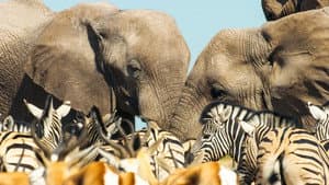 Mammals — foto 2