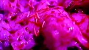 Ataraxia — foto 6
