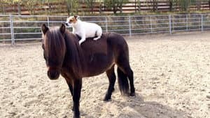 Las aventuras de Dally y Spanky — foto 2