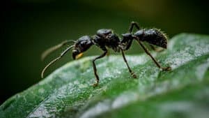 Fabulous Insects - Ants — foto 2