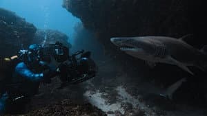 Tiburones De Cerca Con Bertie Gregory — foto 3