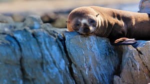 Fur Seals — foto 2