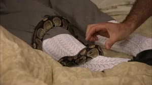 Serpiente