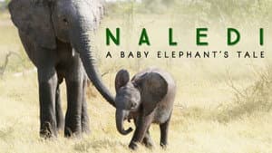 Naledi: A Baby Elephant's Tale — foto 3