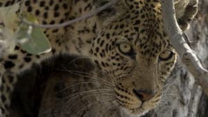 La roca del leopardo