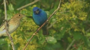 Birdsong and Coffee: A Wake-Up Call — foto 1