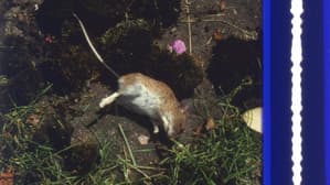 Origin of the Species — foto 1