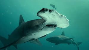 Bull Shark vs. Hammerhead — foto 1
