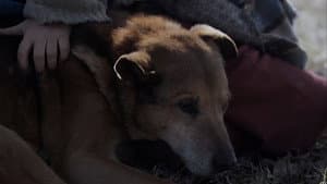 La mujer de los perros — foto 3