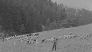 Figli di Nessuno — foto 3