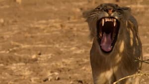 Lion Country: Night and Day — foto 2