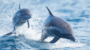 Sharks vs. Dolphins: Blood Battle — foto 6