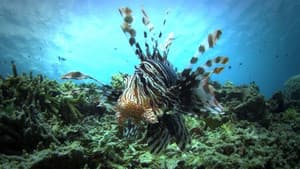 72 Animales Peligrosos: Australia — foto 2