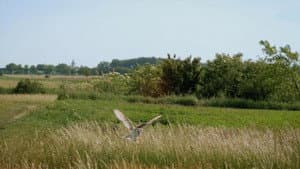 Owl's Odyssey — foto 4