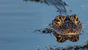 Prowlers of the Everglades — foto 4