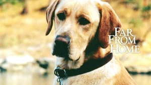 Far from Home: The Adventures of Yellow Dog — foto 7