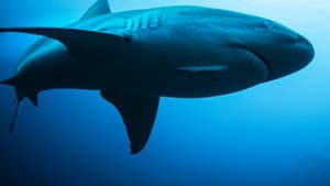 Shark Side of the Moon — foto 3