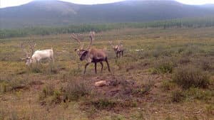Dukha in Summer — foto 1