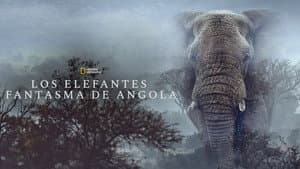Elefantes fantasmas — foto 11