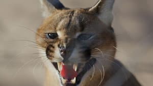 Caracal: La Société du chat solitaire — foto 1