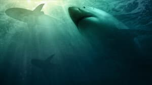 Camo Sharks — foto 5